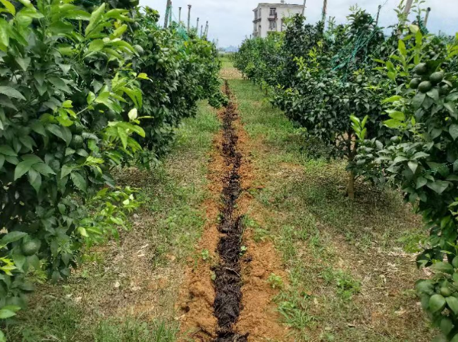 果树合理施用微生物菌肥，果子又大味道甜